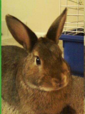Mr. Bugs Oliver bunny