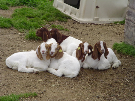 More baby goats