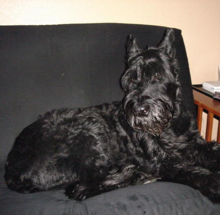 My Giant Schnauzer Baron