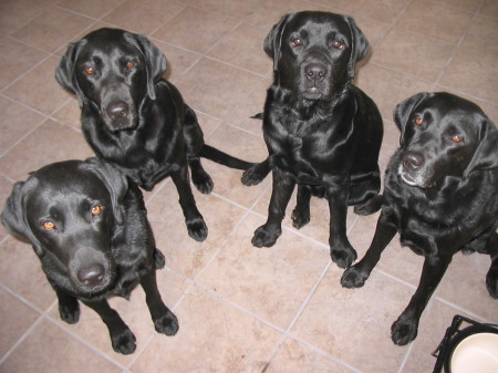 The 4 Black Dogs