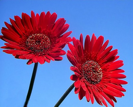 RED DAISIES!!!