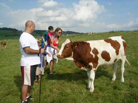 Bavarian Cows!