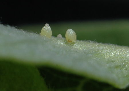 Recently laid Monarch eggs on stem of Milkweed