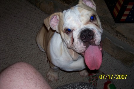 this is otis our other bulldog