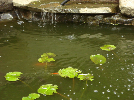 pond