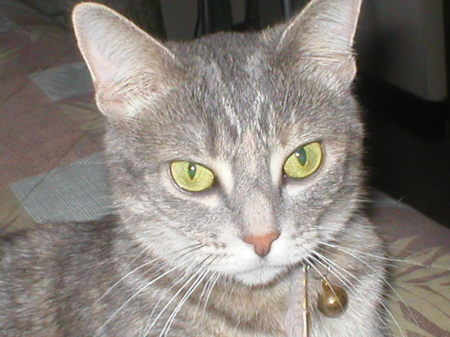 My cat KOKO, age 5 yrs.