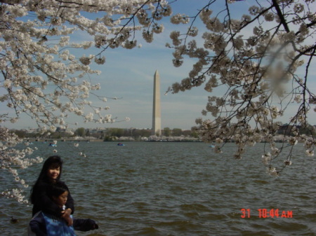 Cherry Blossom Time in DC