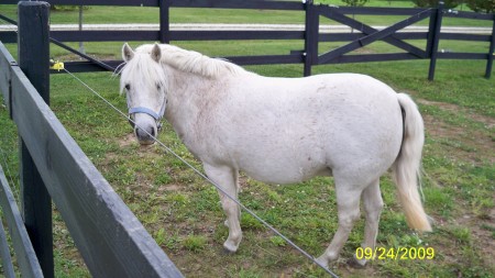 Snowflake pony for the Grandkids