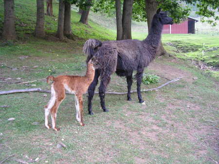 Baby Gus and his mom