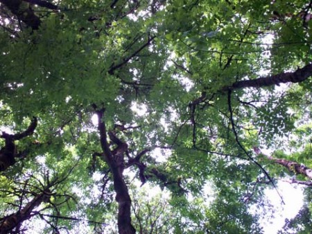 Forest Roof