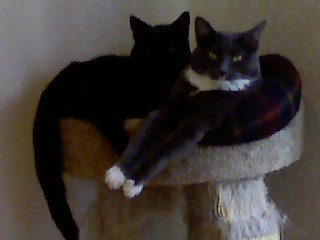 My Cats