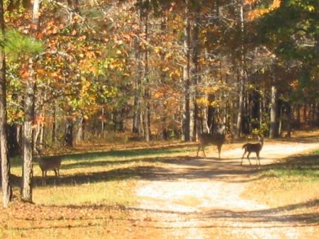 Deer in driveway