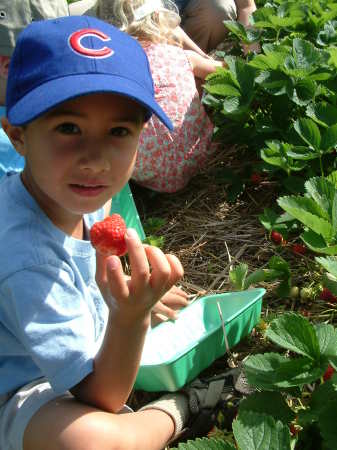 Strawberry picking, 2007