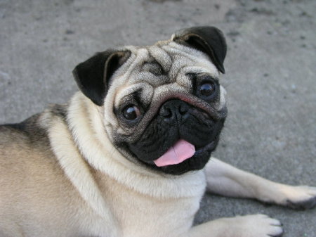 Miss Pugsly