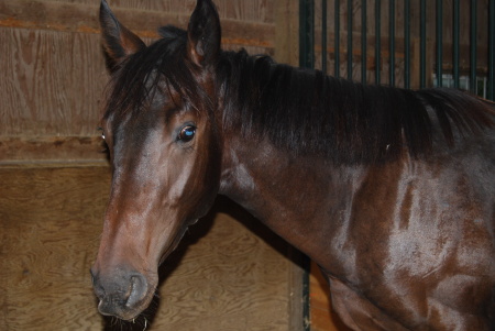A thoroughbred yearling I support at a horse rescue