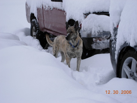 Cheyenne in the Snow