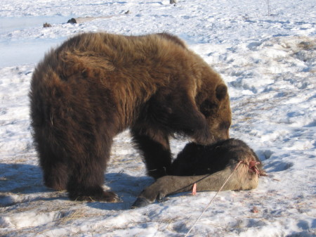 grizzly eating a deer leg