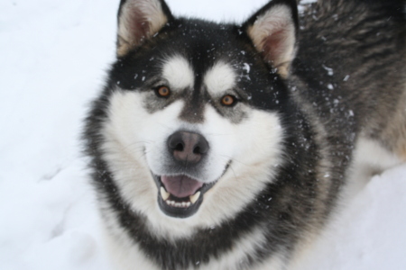 Family pet Tomah He is a malamute