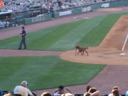 Bat Dog!