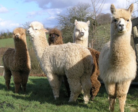 These are alpacas...