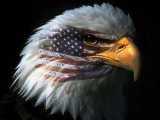 Symbol Of Freedom!!!!!!!!!!!