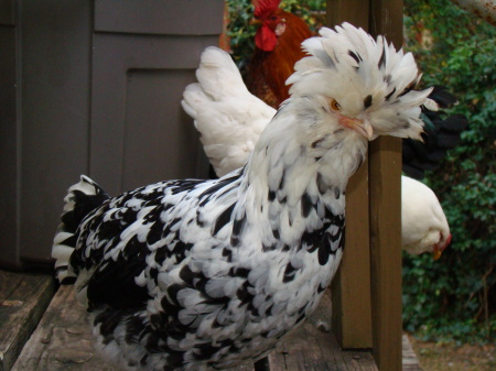 This is Philyss, Mable the rooster and Bertha