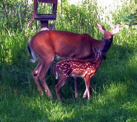 Back yard wildlife.