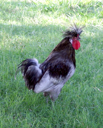 blue, the senior Polish rooster