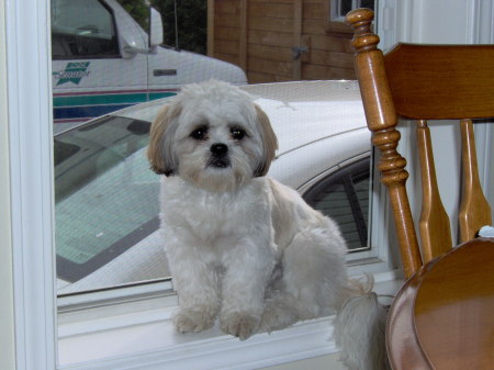 my puppy sasha at 1 year old