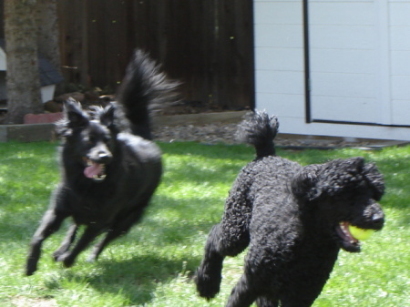 Lido chasing Forest