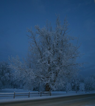 ancient frosty tree