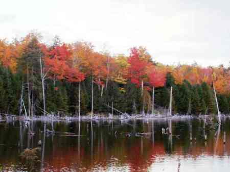 My Backyard