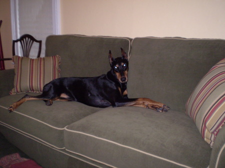 My Doberman