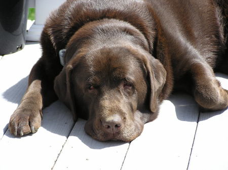 My Chocolate Lab Max