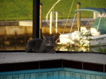 the lanai and one of my cats...who'da thunk it.