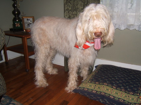 Atlas, the Spinone