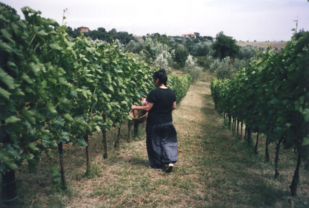 Organic Sangiovese