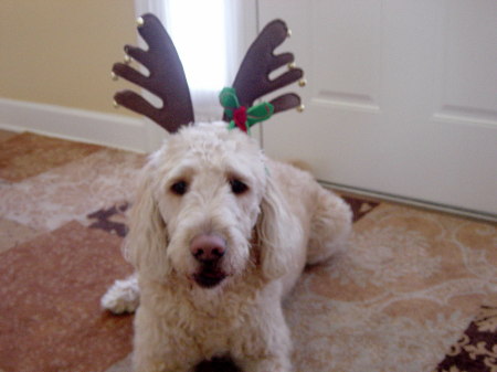 Our dog, Cubby, December 2007