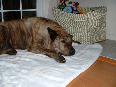 Old Peyote dog