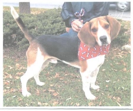 Bosco- Our sweet beagle!!!