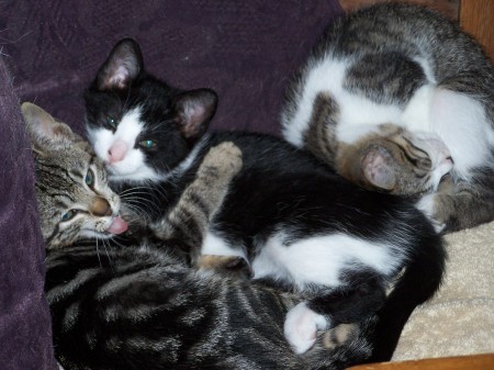 The babies - PUTZ, DUCE and JINX