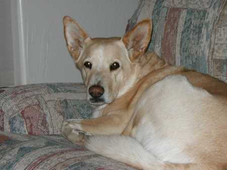 My old man dog - Bannon - still kicking at 12+ years