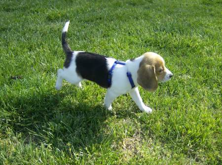 Our New Puppy (May 2007)