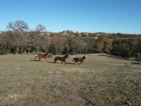 Our horse's in pasture
