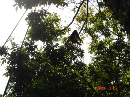 Find the monkey in Costa Rico