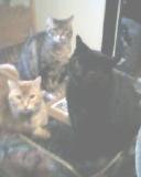 My 3 kitty-cats!