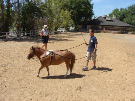 Horse Training