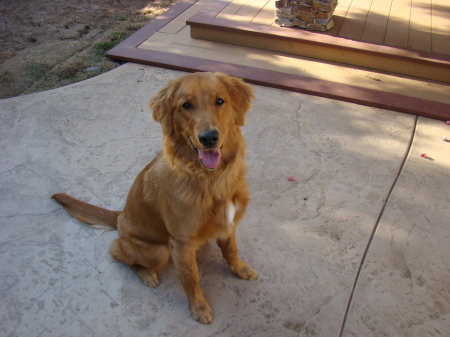 Our Puppy Ripley-1 year old