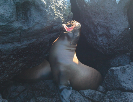 Sea Lion Galapagos Islands Sept 2007