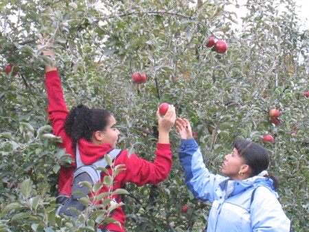 Apple Picking~Penning's Orchards